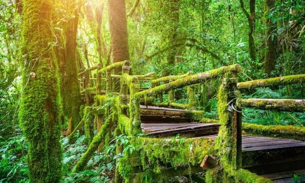 ang-ka-nature-trail-doi-inthanon (1)